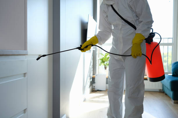 Best Professional Mold Removal  in Stepney, CT