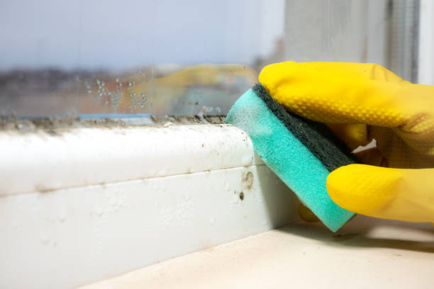 Best Mold Cleaning Services  in Stepney, CT