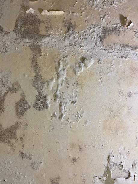 Best Office Mold Removal Services  in Stepney, CT