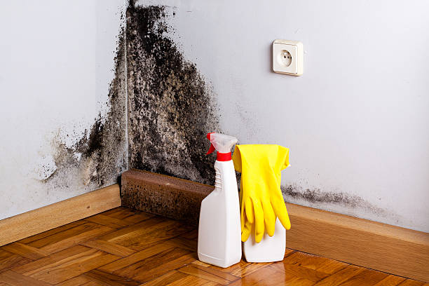 Best Certified Mold Removal  in Stepney, CT