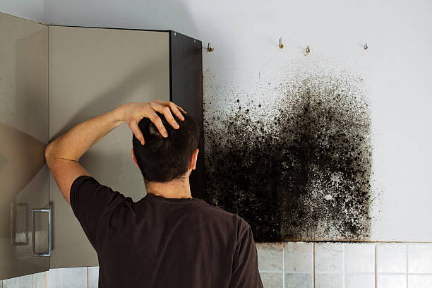 Best Mold Damage Repair  in Stepney, CT