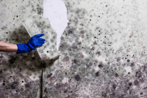 Best Mold Damage Repair  in Stepney, CT