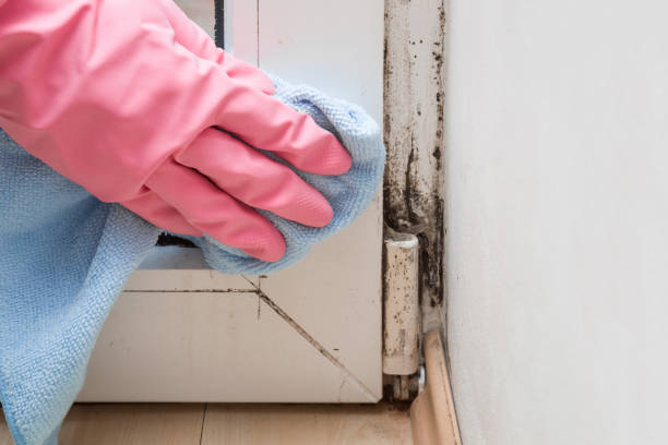 Best Local Mold Removal Service  in Stepney, CT