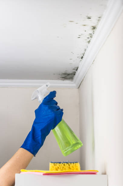 Best Residential Mold Removal  in Stepney, CT