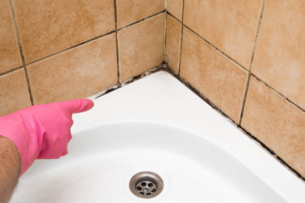 Best Emergency Mold Removal  in Stepney, CT